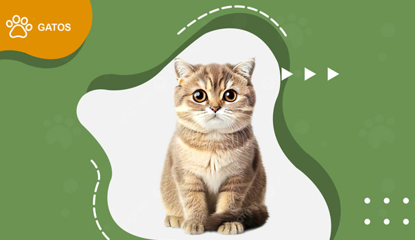 promotion-banner1
